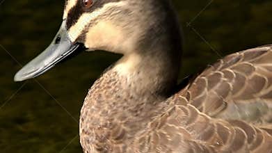 Pacific black duck preening