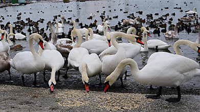 Wintering wild birds, including swans (Cygnus spp.), mallards (Anas platyrhynchos)