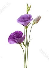 Light purple flowers