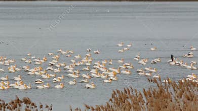 White Pelicans