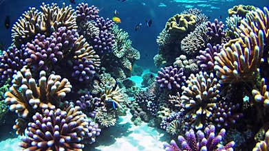 Vivid Reef Teeming With Creatures. Lively Underwater Environment Filled With Vibrant Corals And Various Fish. Vibrant