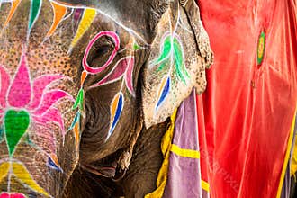 Elephant. India, Jaipur, state of Rajasthan.