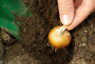 Bulb plant 09