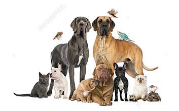 Group of pets - Dog, cat, bird, reptile, rabbit