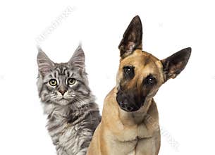 Close-up of a Belgian Shepherd Dog and a cat