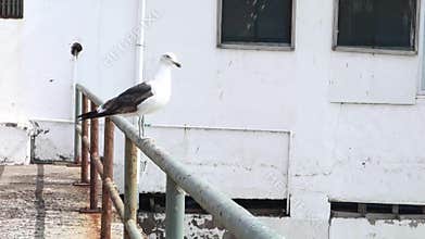 Seagull
