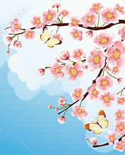 Cherry blossom