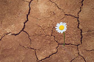 Daisy flower in the desert