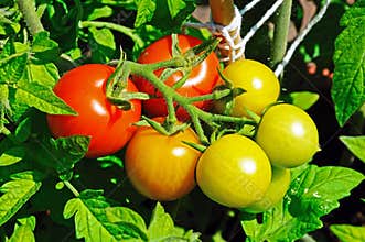 Maskotka cherry tomatoes on plant.