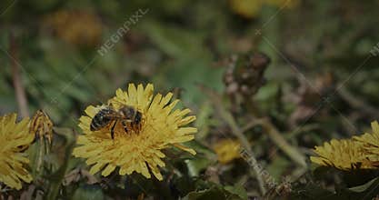Honey Bee Apis mellifera moving between Dandelion Taraxacum flowers