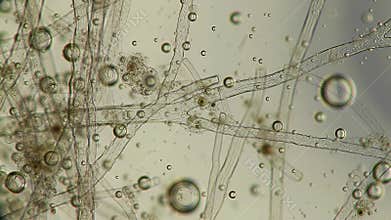 Animated Microscopic Detritus Revealing Protozoa with Transparent Background and Ethereal Quality for Scientific Study and