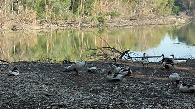 Geese, ducks, wild waterfowl near a fresh water reservoir.