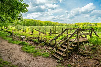 Wooden Stairs Along Vineyard Trail