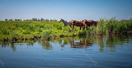Horses by the Riverside