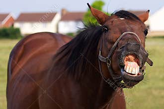 Horse Pulling Funny Face