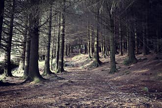 Woods