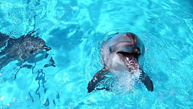 Dolphins in the pool.