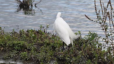 Little Egret on the side of a pond