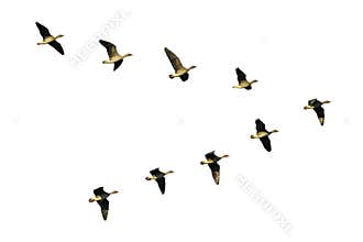 Bean geese in flight