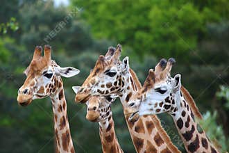 Flock of giraffes