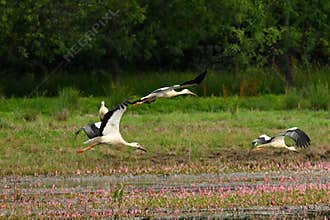 Landscape with storks in a natural environment