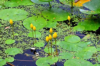 Yellow water lily (Nuphar lutea) on green leaves in a pond