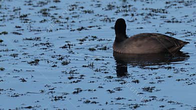 Eurasian Coot in a small lake in Skane Sweden