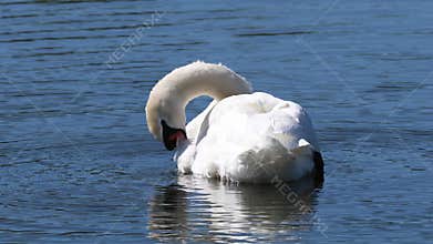 Mute Swan in a small lake in Skane Sweden