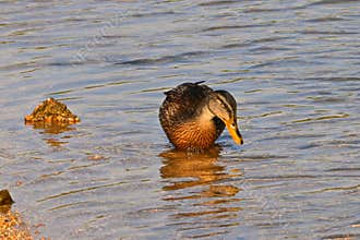 Male wild duck searching for food at the edge of a lake.