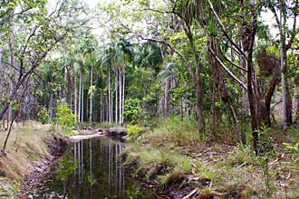 Tropical Rain forest