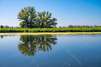 Tree Reflection in the Biesbosch