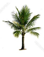 Isolated coconut tree