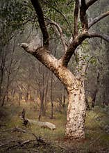 A bimble box tree stands out in a drought resistant mulga tree woodland.