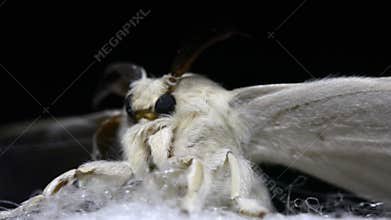 Silkworm moth on a silk cocoon