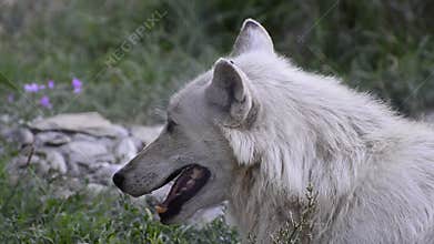 Wolf head in nature.