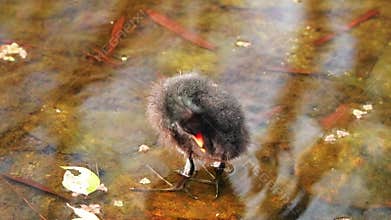 Dusky moorhen Chick preening