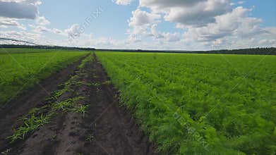 Expansive Lush Green Agricultural carrots Fields Flourishing Harmoniously Under a Bright Blue Sky