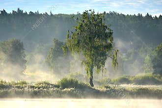 Misty foggy morning in summer