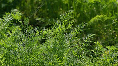 A CloseUp View of Vibrant Green carrots Foliage Captured in a Beautiful Natural Setting