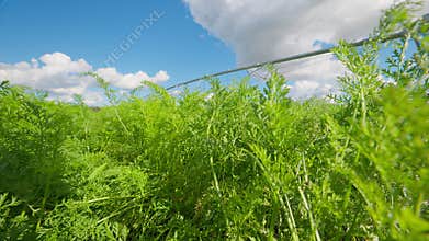 Experience the Lush carrots Green Fields Under a Bright and Inviting Sky that Captivates the Senses
