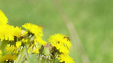 A bee collects nectar from dandelion flowers in spring, slow motion