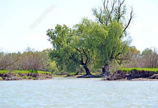 Willows in the Danube Delta