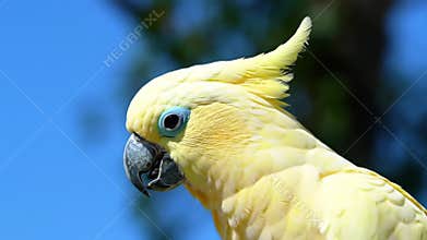 Cockatoo looking around against blue sky