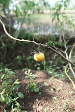the eggplant is still hanging yellow