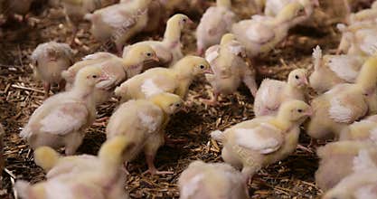 young broiler chickens at a large poultry farm