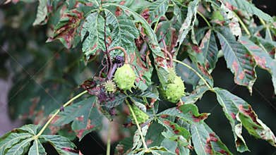 Horse Chestnut Tree with Green Conkers and Damaged Leaves
