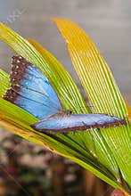 Morpho Menelaus butterflyMorpho Menelaus Butterfly, Tropical Rainforest