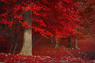 Red trees in the forest