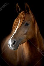 A head of a horse against a black background