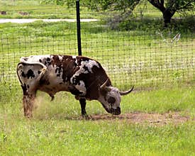 Bathing Longhorn